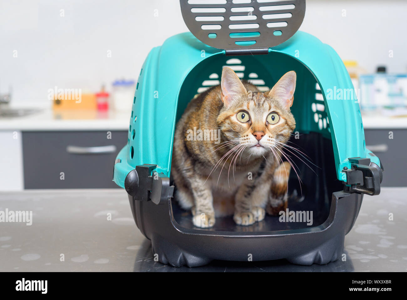 Cat in kennel at veterinary clinic Stock Photo Alamy