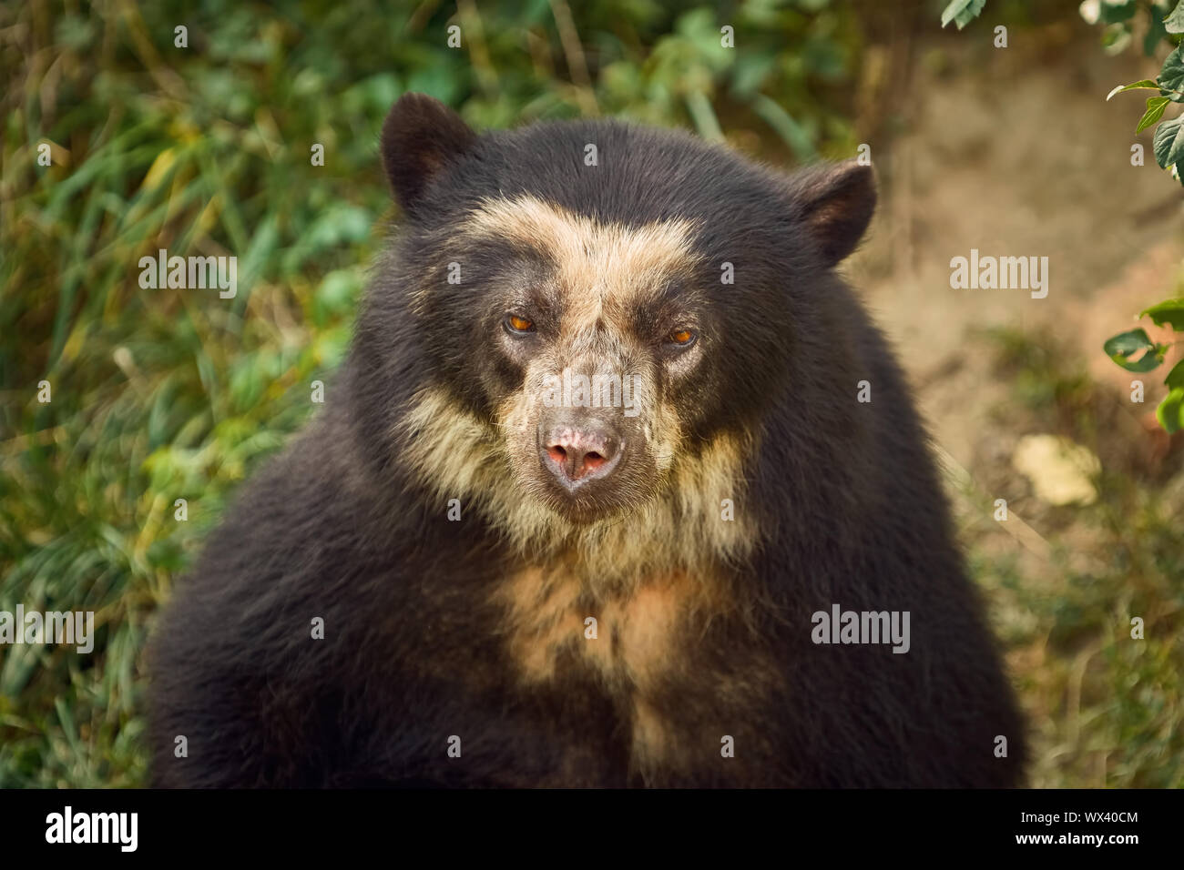 Asian Black Bear Stock Photo