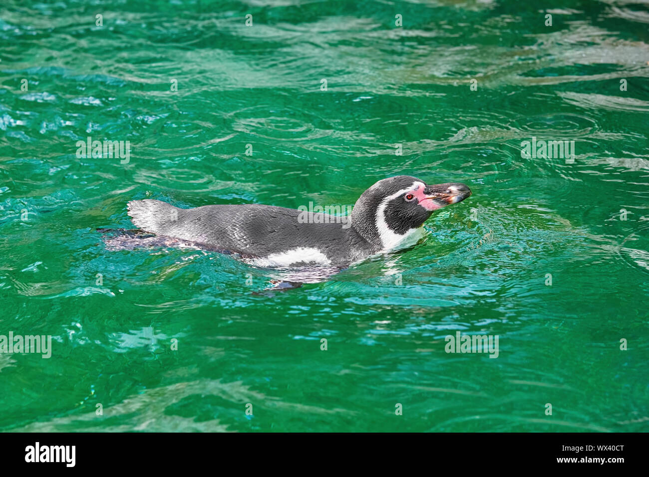 Magellanic Penguin (Spheniscus Magellanicus) Stock Photo