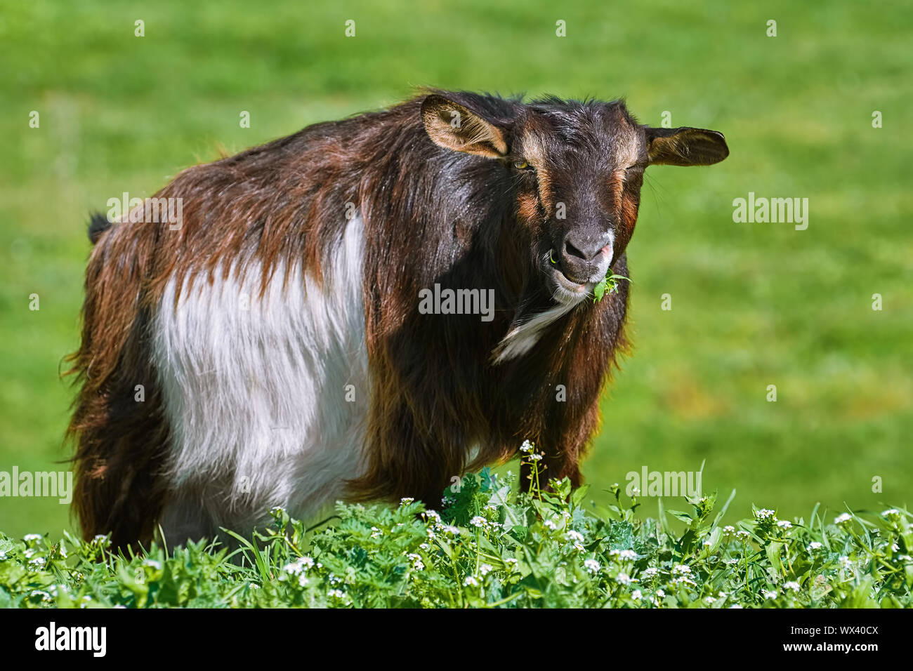 Goat Eating Grass Stock Photo