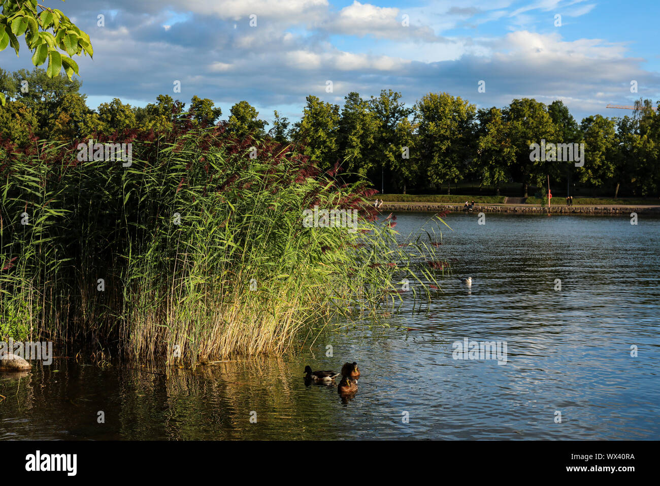 Kaisaniemenlahti in evening sun in Helsinki, Finland Stock Photo