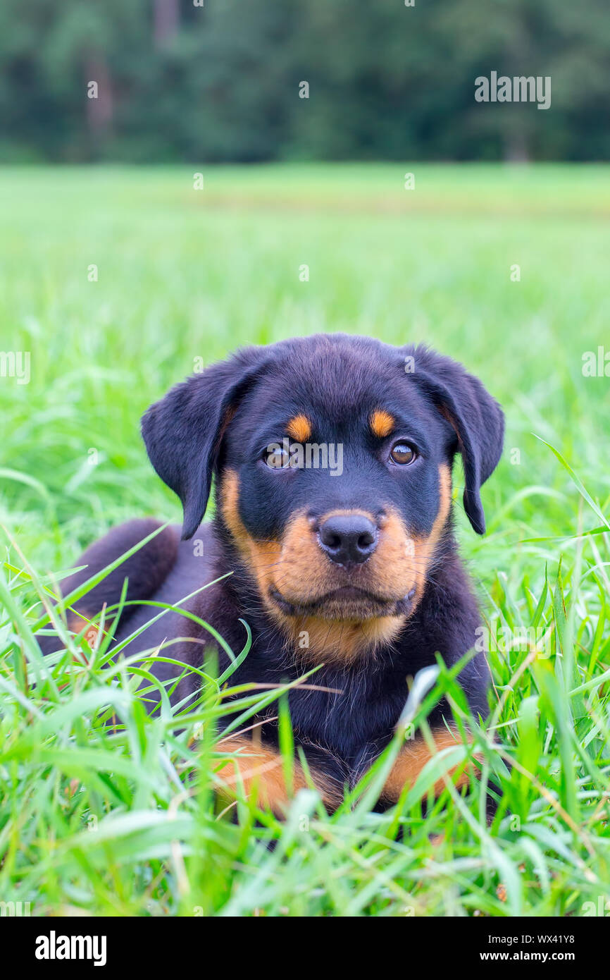 Portrait of rottweiler puppy lying in meadow Stock Photo Alamy
