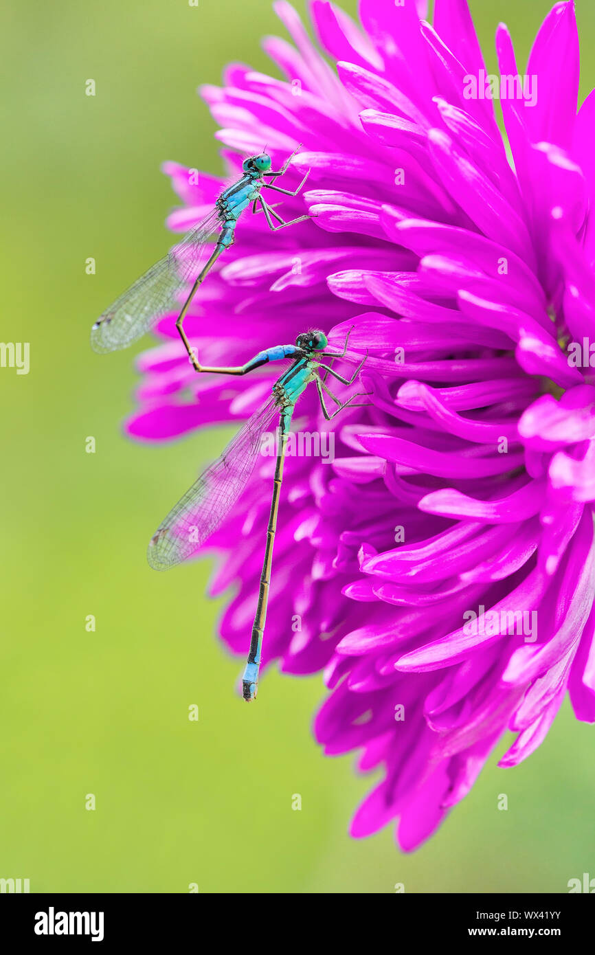 Two mating blue damselflies on pink flower Stock Photo - Alamy