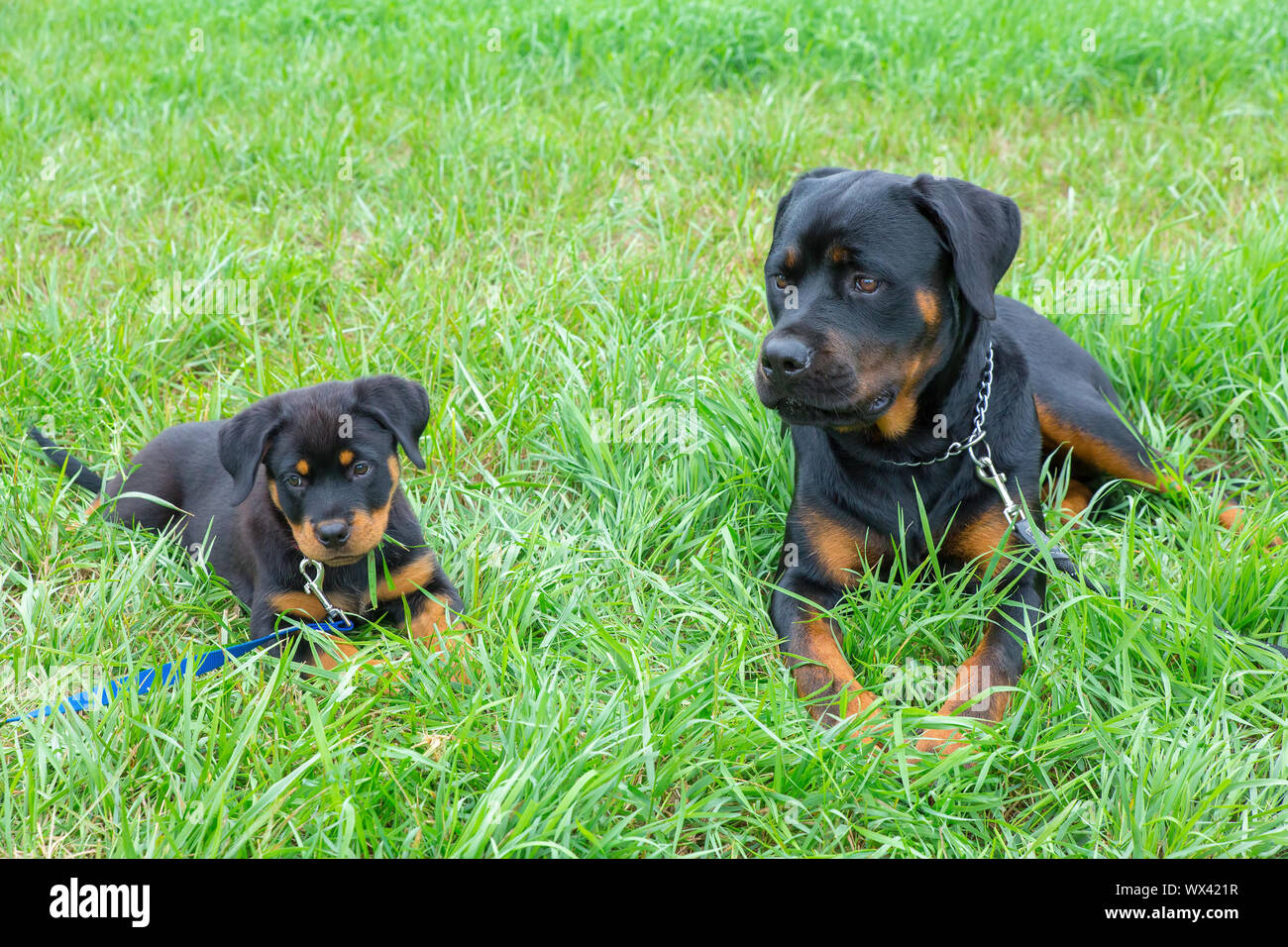 Puppy and adult rottweiler lying together in grass Stock Photo