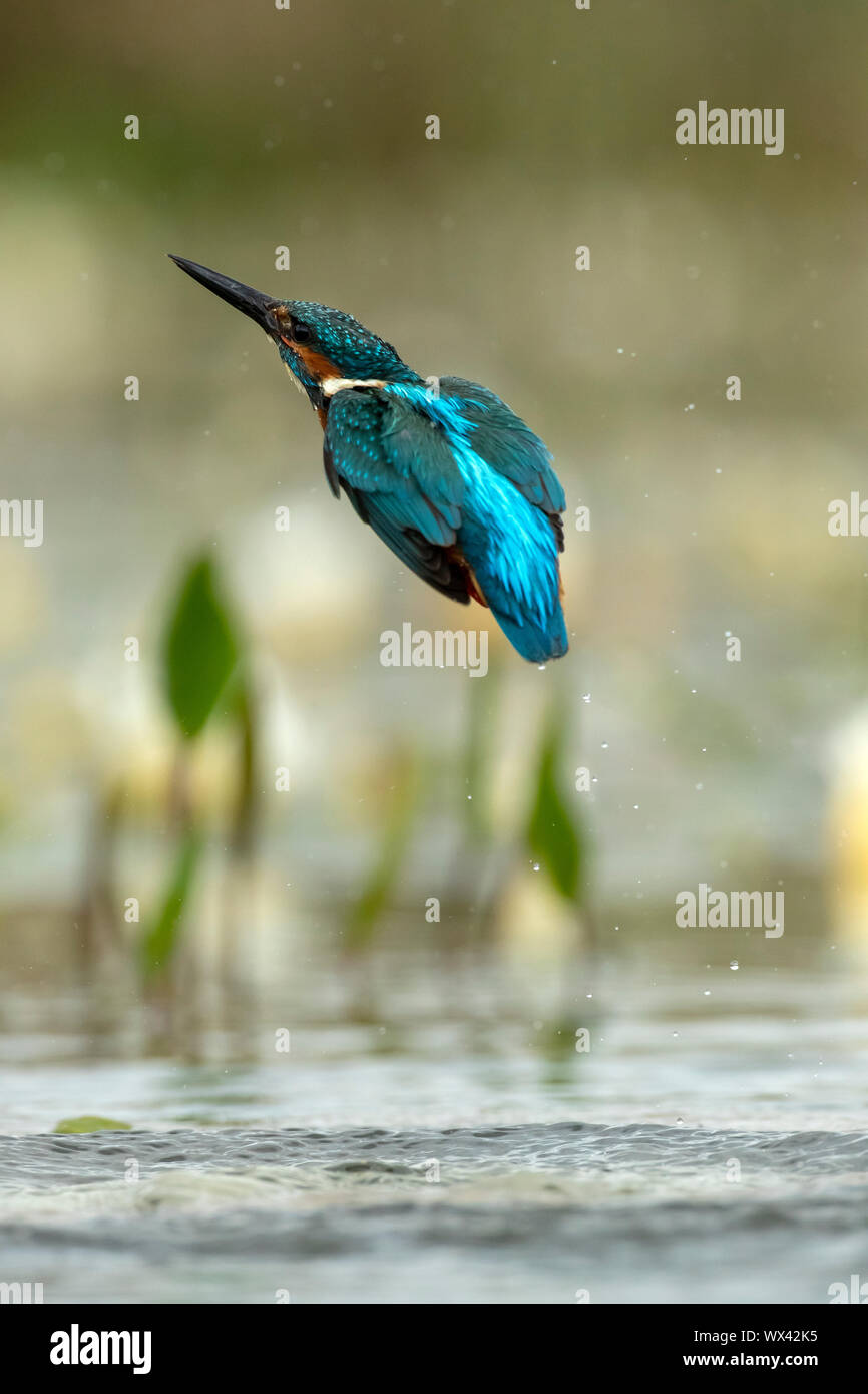 Kingfisher (Alcedo atthis) diving Stock Photo