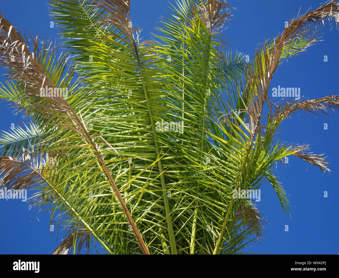 Palm tree with thorns hi-res stock photography and images - Alamy