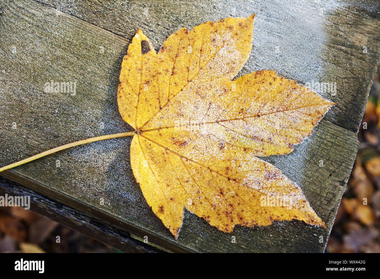 A leaf in autumn, Witten, Ruhr area, North Rhine-Westphalia, Germany, Europe Stock Photo