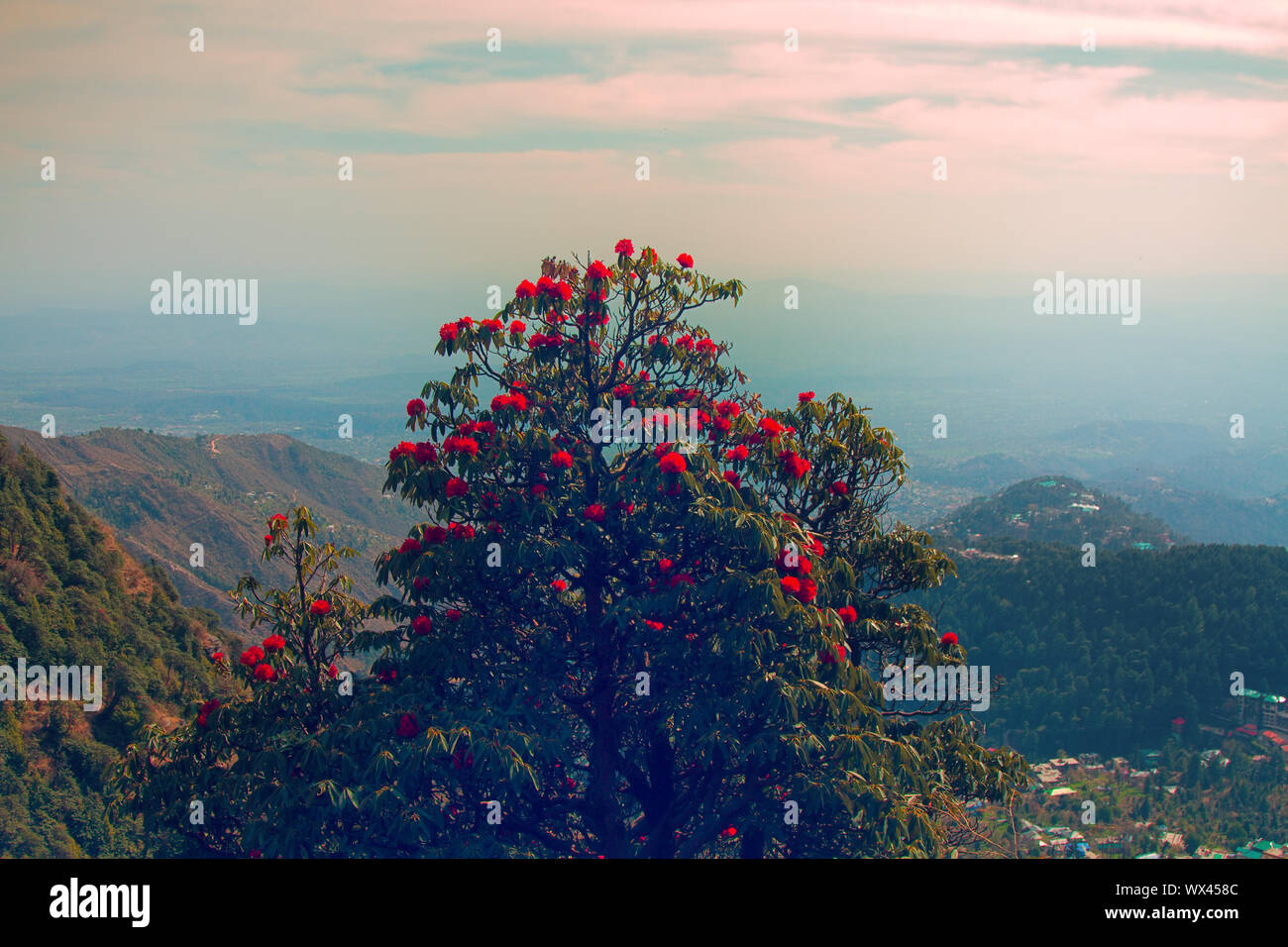 Flowering bushes, red tree rhododendron Himalayas Stock Photo