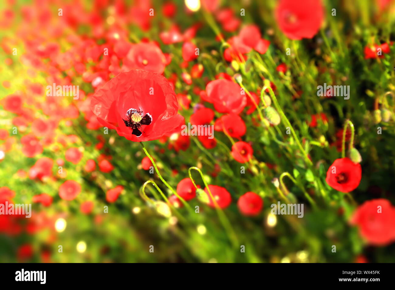 Flower meadow in summer with different colorful flowers Stock Photo