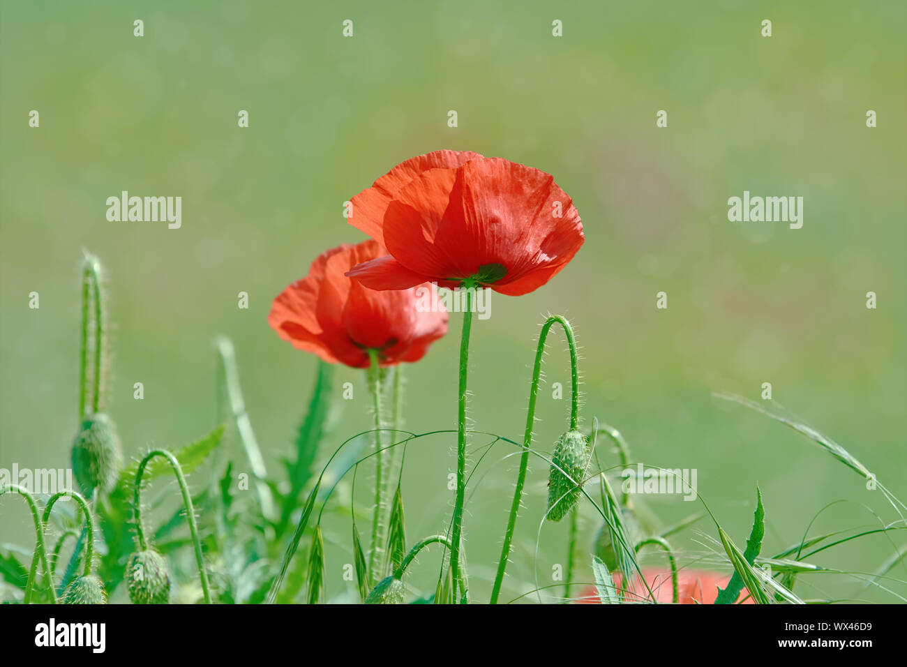 Poppy Flowers in Grass Stock Photo