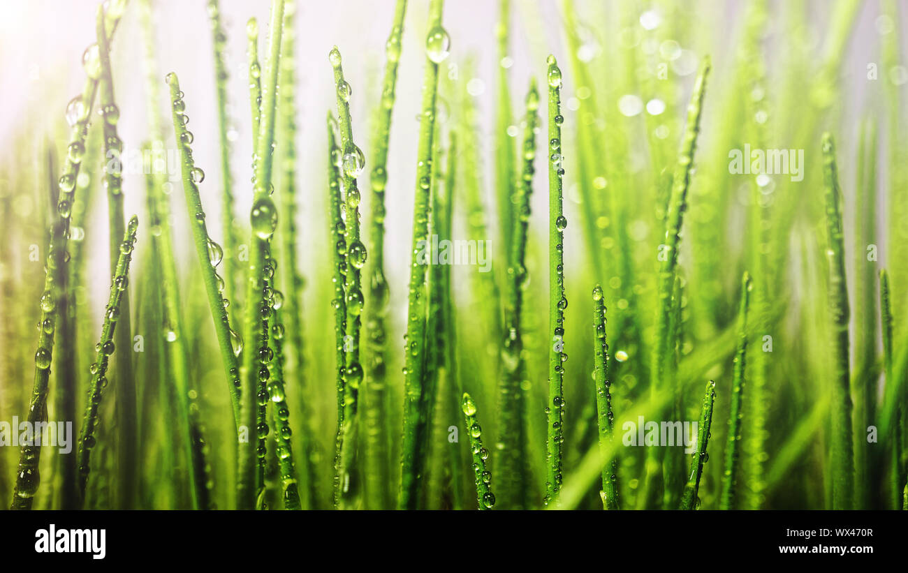 green Grass, Easter, Young Grass, sun's rays, Spring abstract background Stock Photo