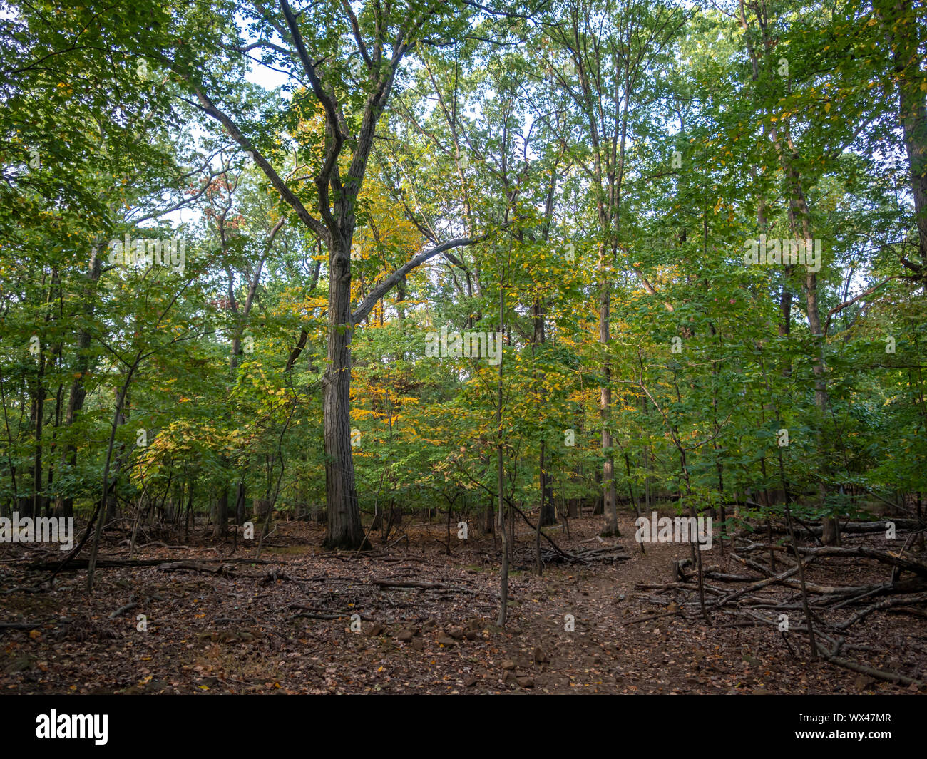 hiking in the park in the fall Stock Photo - Alamy