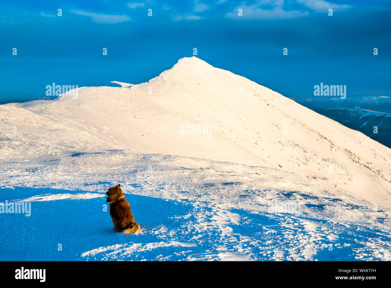 Dog looking to peak of high winter mountain Stock Photo