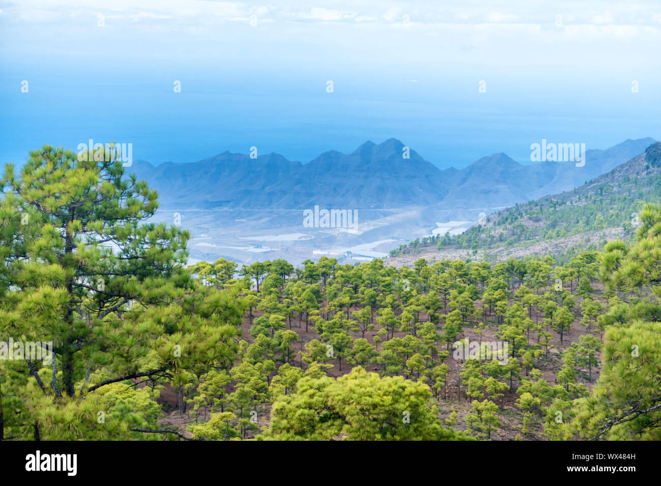 Mountain landscape with green pine trees Stock Photo - Alamy