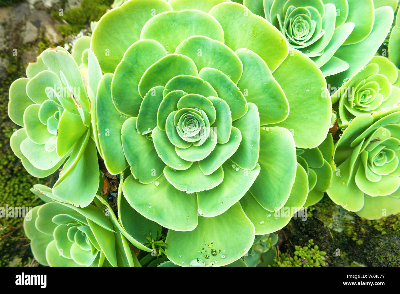 Green rosettes of succulent Aeonium arboreum Stock Photo