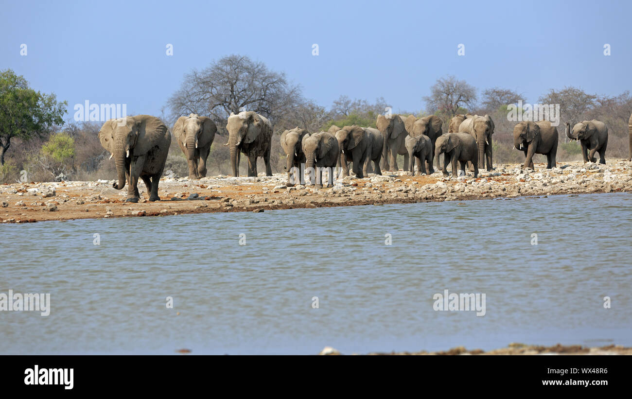 A herd of elephants at the waterhole klein Namutoni in the Etosha National Park in Namibia Stock Photo
