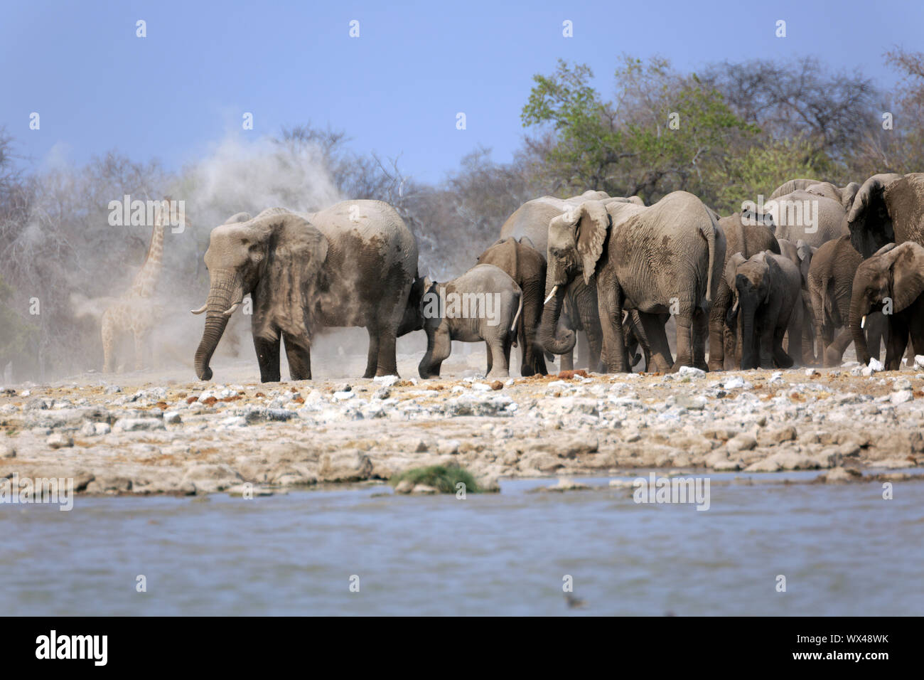 A herd of elephants at the waterhole klein Namutoni in the Etosha National Park in Namibia Stock Photo