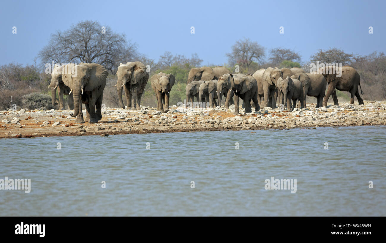 A herd of elephants at the waterhole klein Namutoni in the Etosha National Park in Namibia Stock Photo