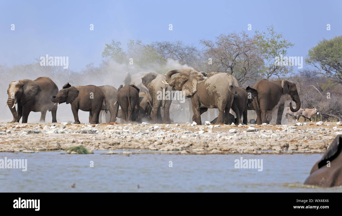 A herd of elephants at the waterhole klein Namutoni in the Etosha National Park in Namibia Stock Photo