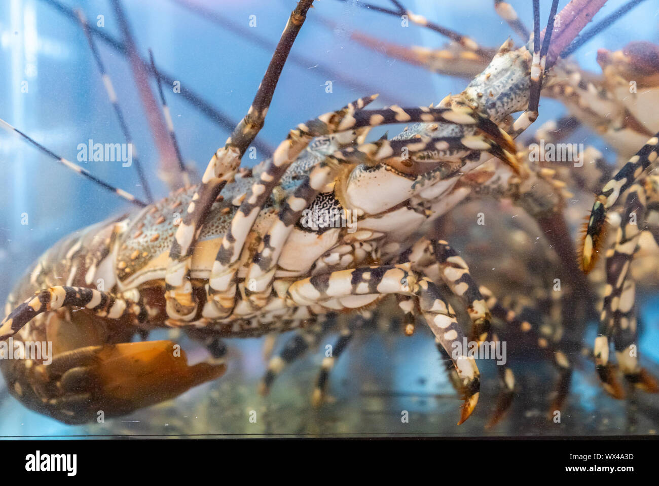 Live canadian lobster Stock Photo Alamy