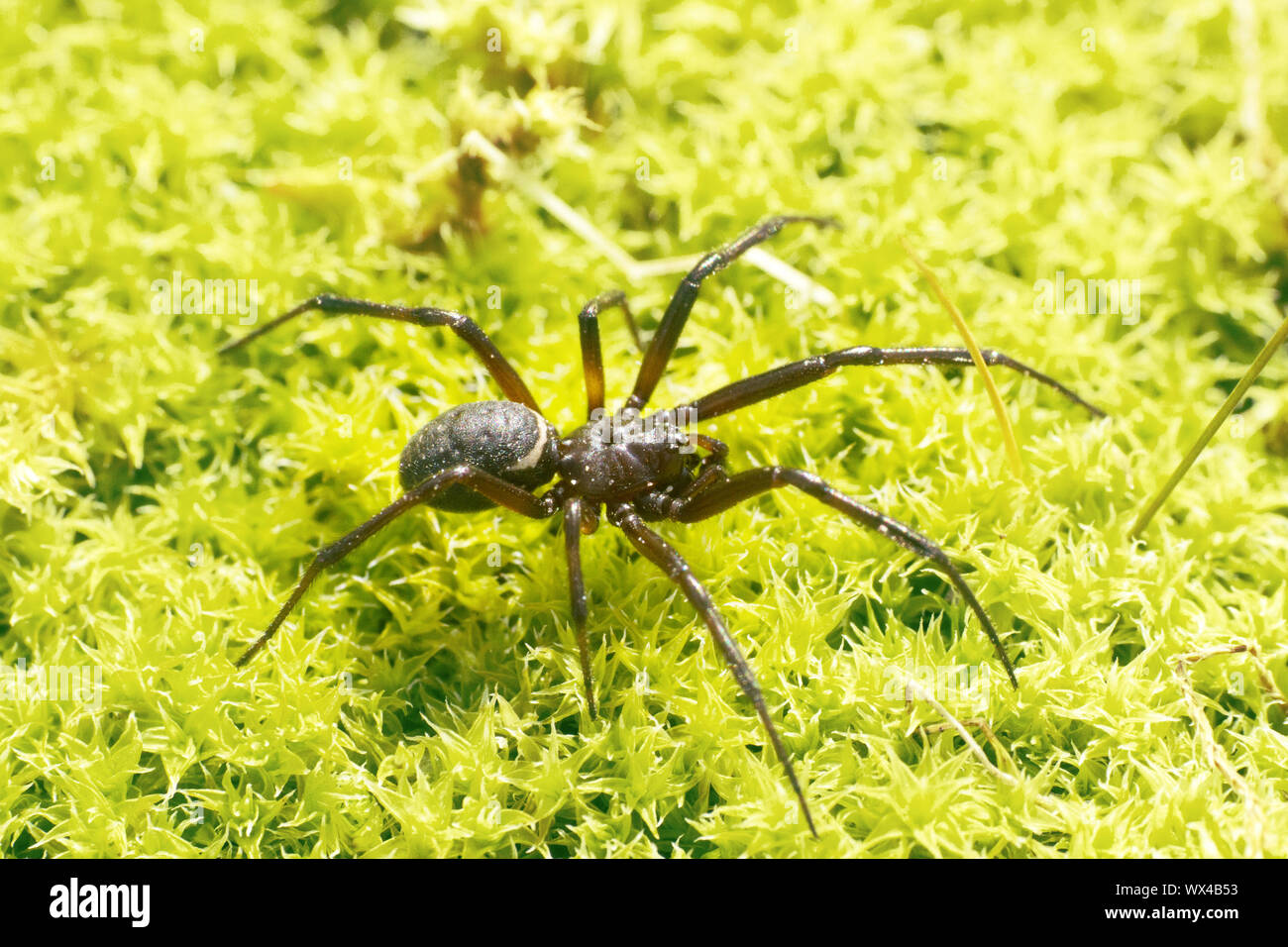 Wolf spider (Lycosidae) on green moss Stock Photo Alamy