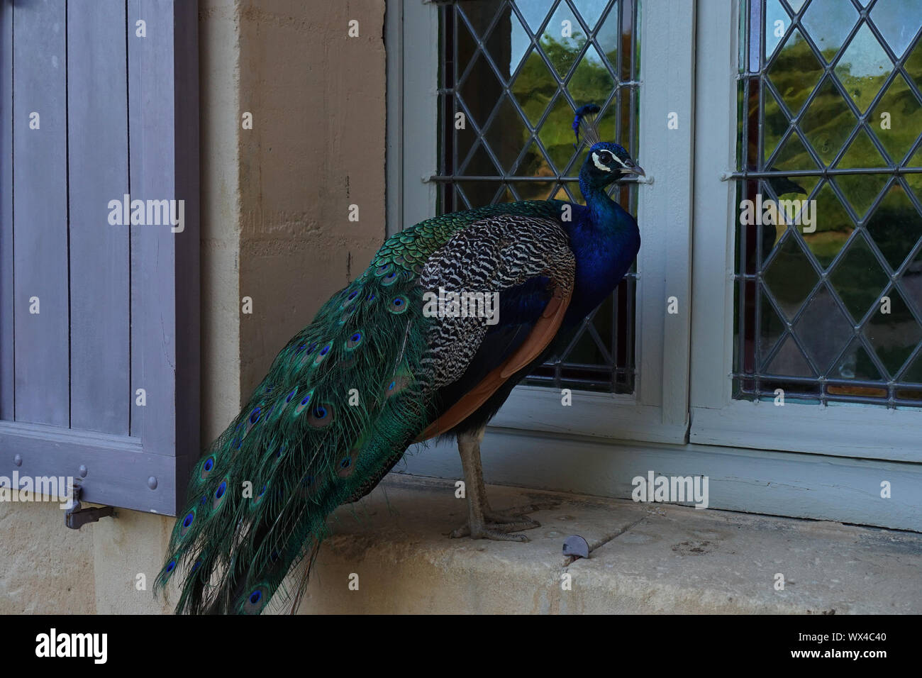 A Peacock stood on the windowsill of an old French building. Stock Photo
