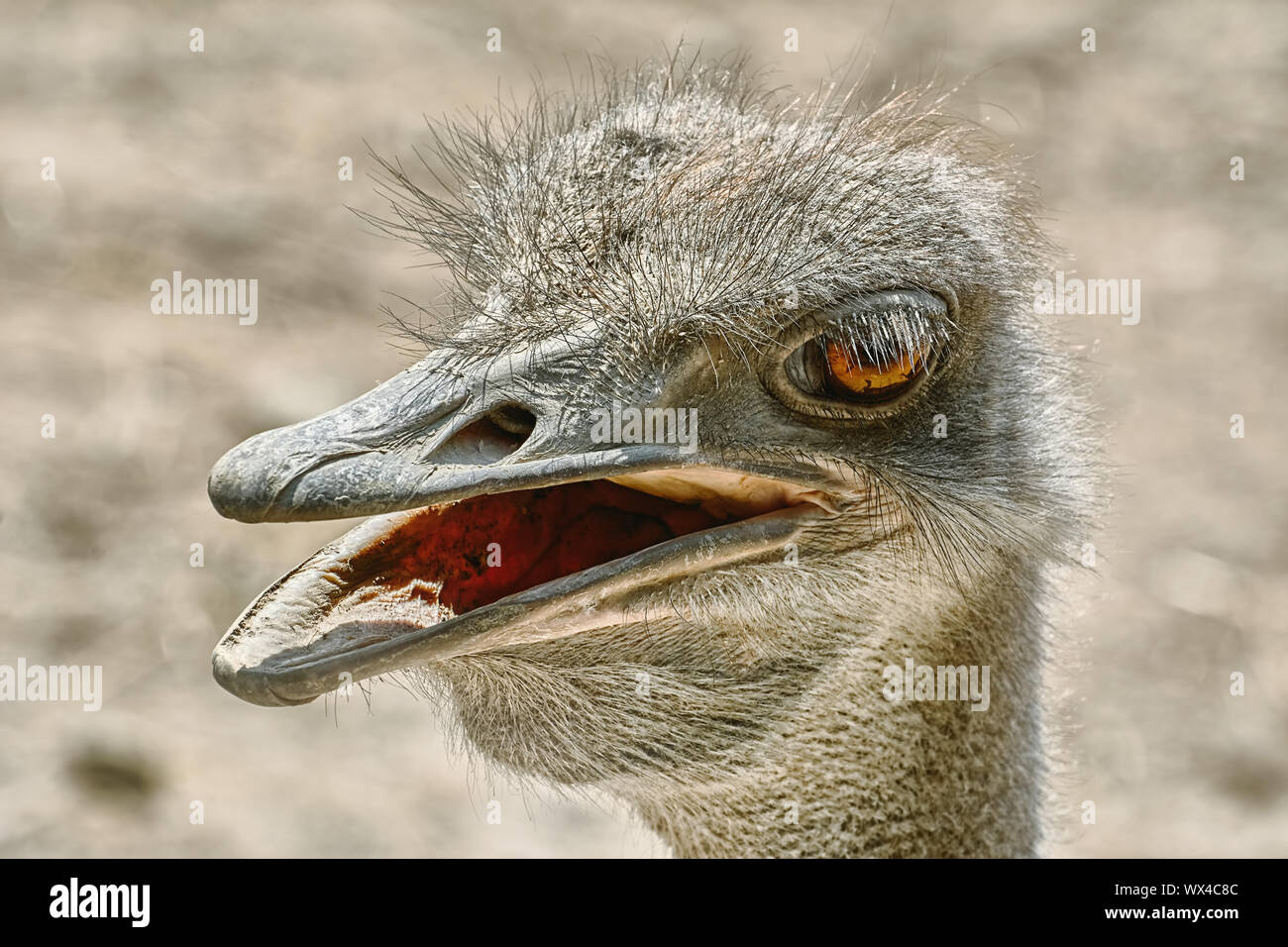 Portrait of Ostrich Stock Photo