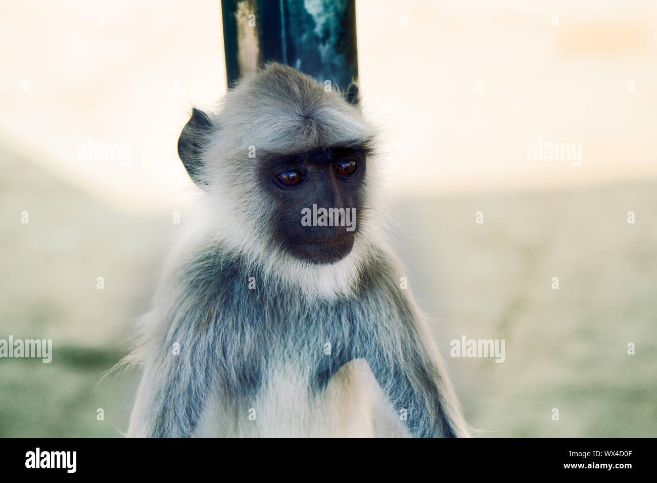 Langur monkey portrait on the background of ancient temple Stock Photo