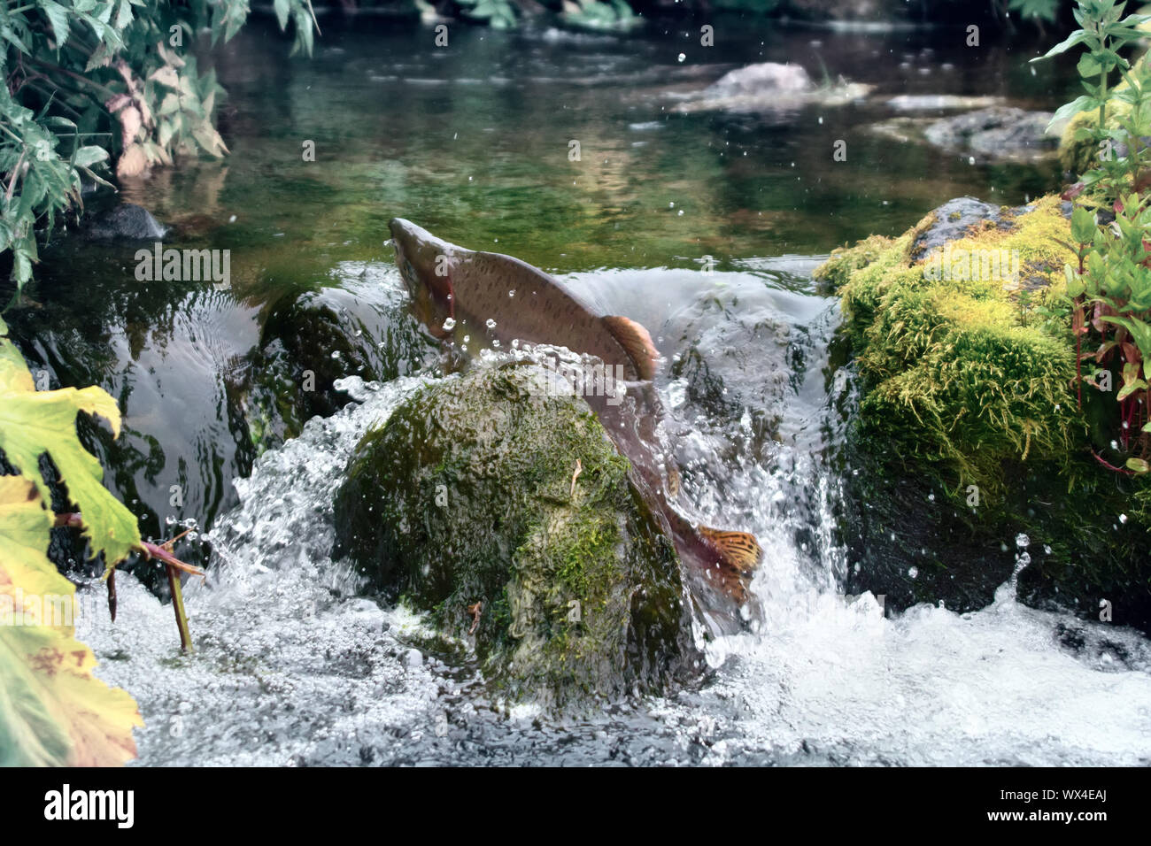 Autumn on spawning rivers (spawning run). Humpback salmon (male) burst ...