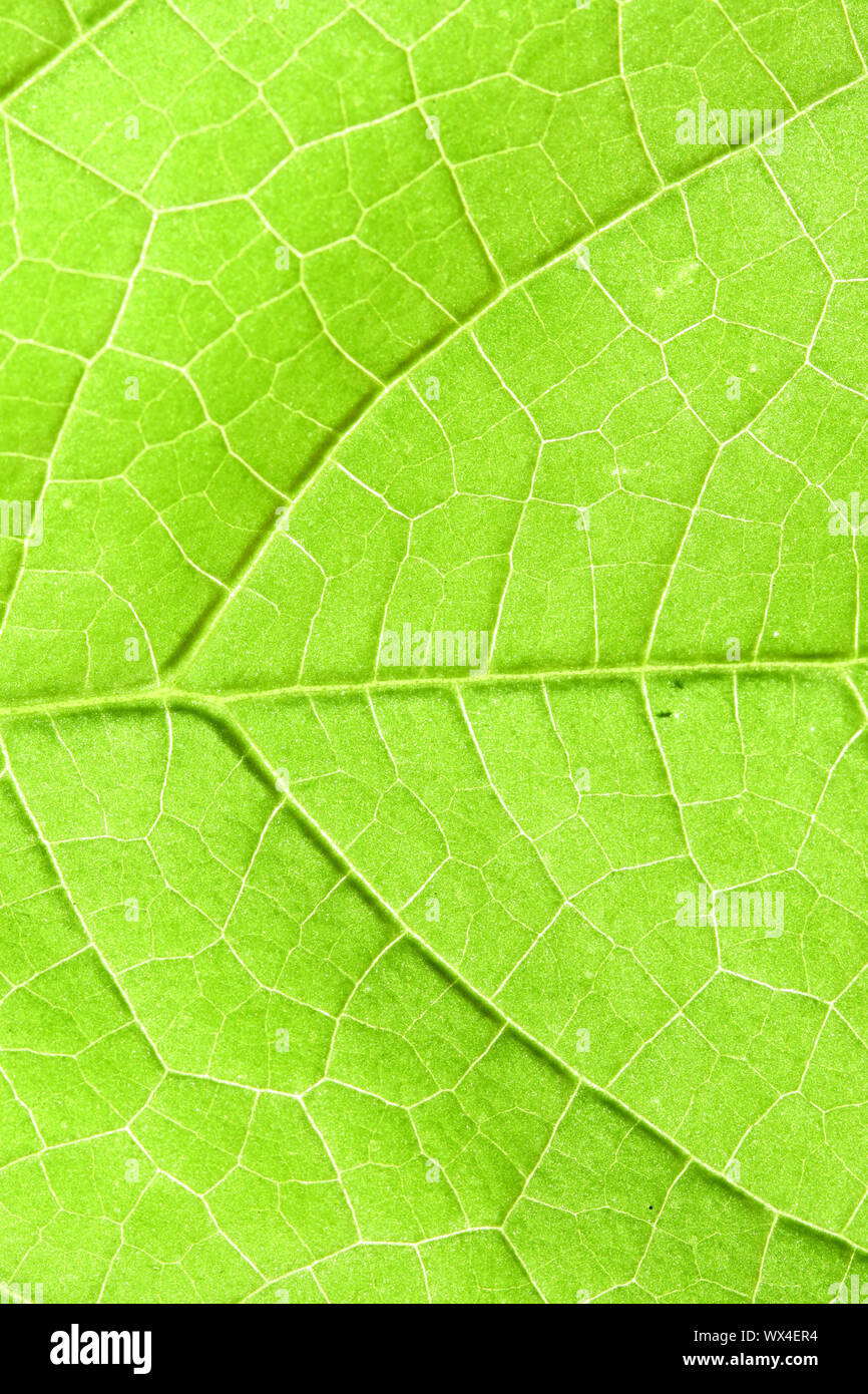 green leaf close up nature background Stock Photo - Alamy