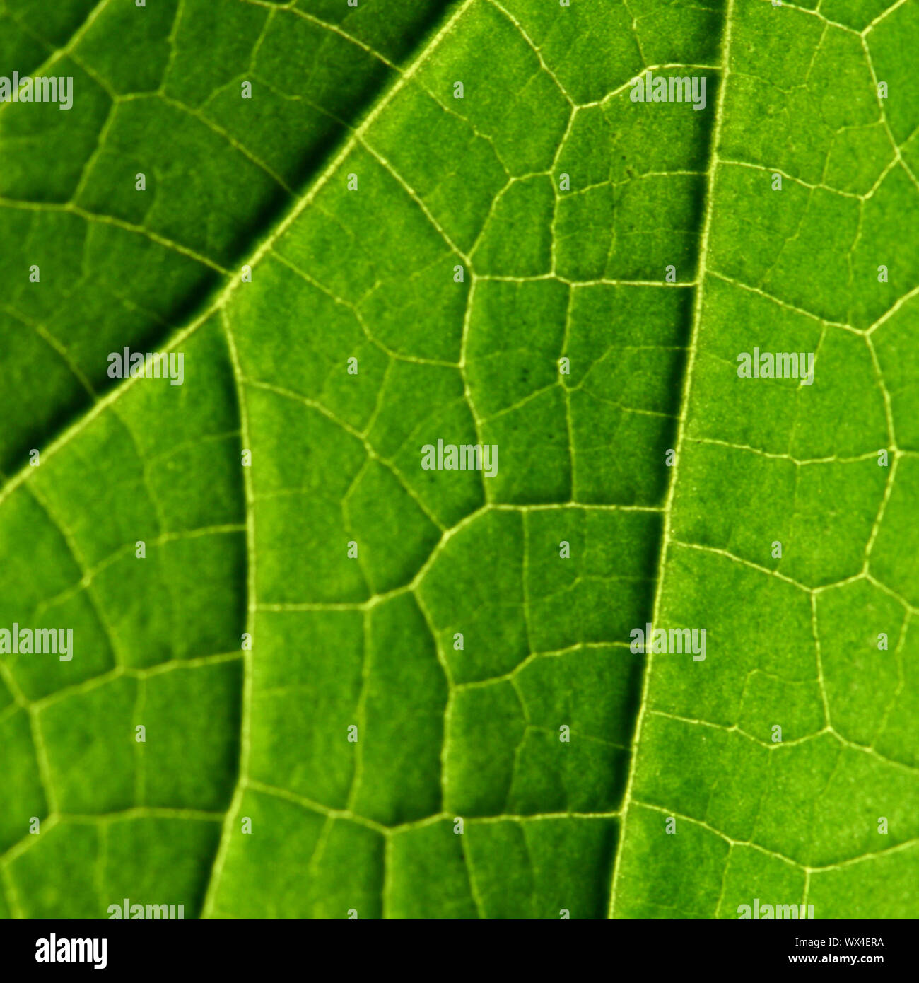 green leaf close up nature background Stock Photo - Alamy