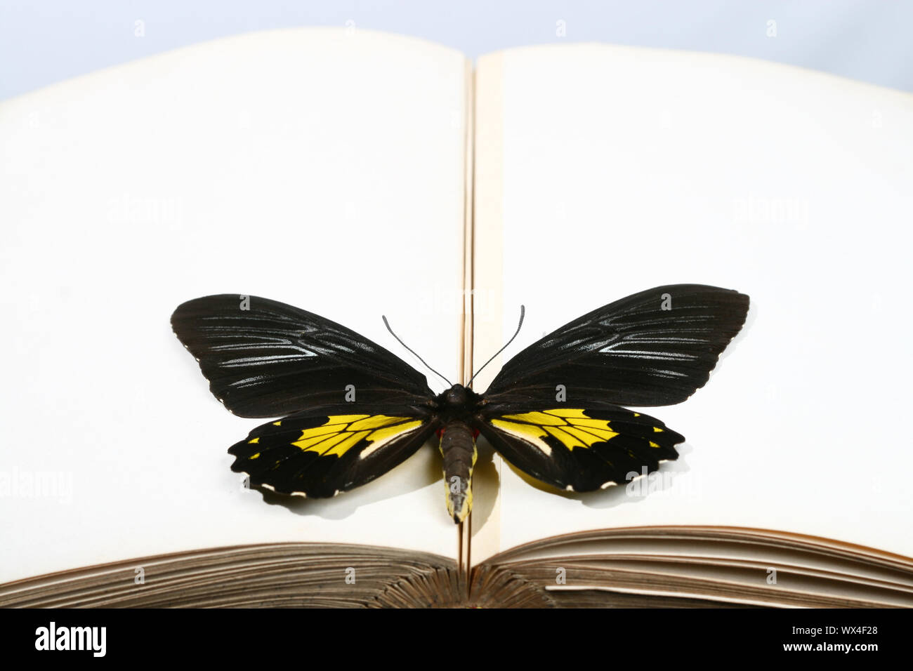 butterfly on book Stock Photo Alamy