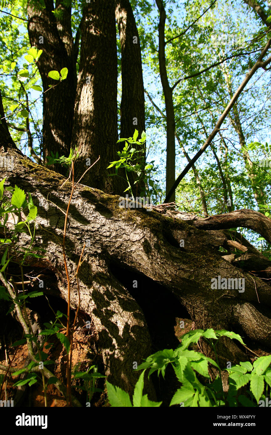 tree forest color nature background Stock Photo - Alamy