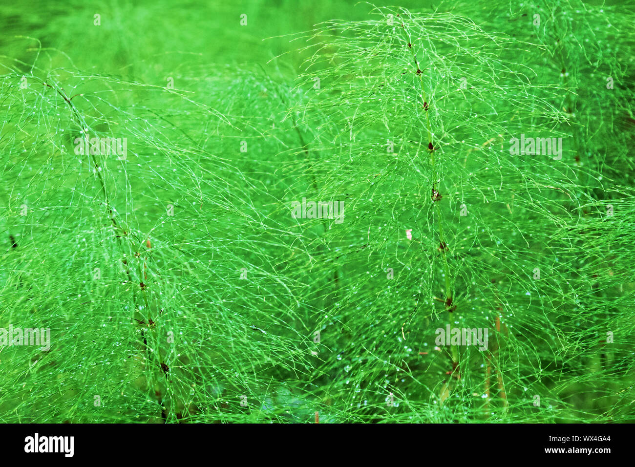 wood horsetail (Equisetum sylvaticum) in raindrops. Beautiful light green plant tissue Stock Photo