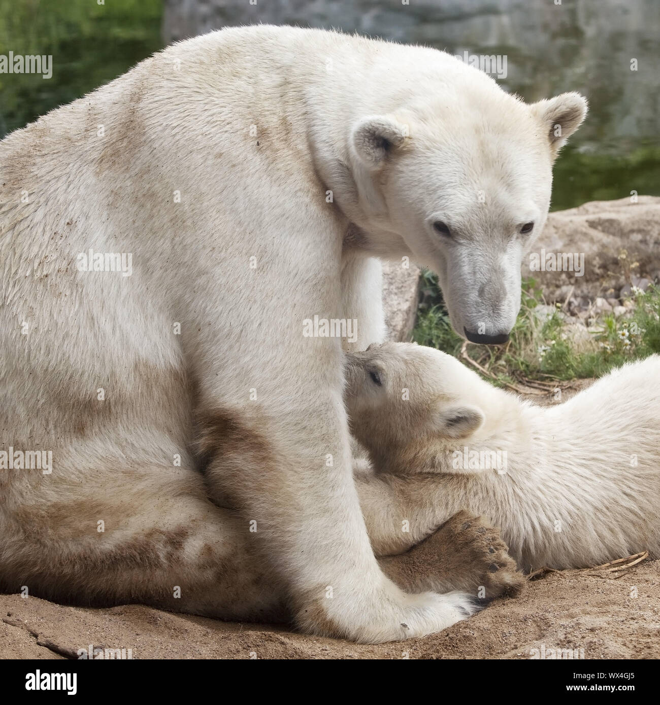 Nanooks hi-res stock photography and images - Alamy