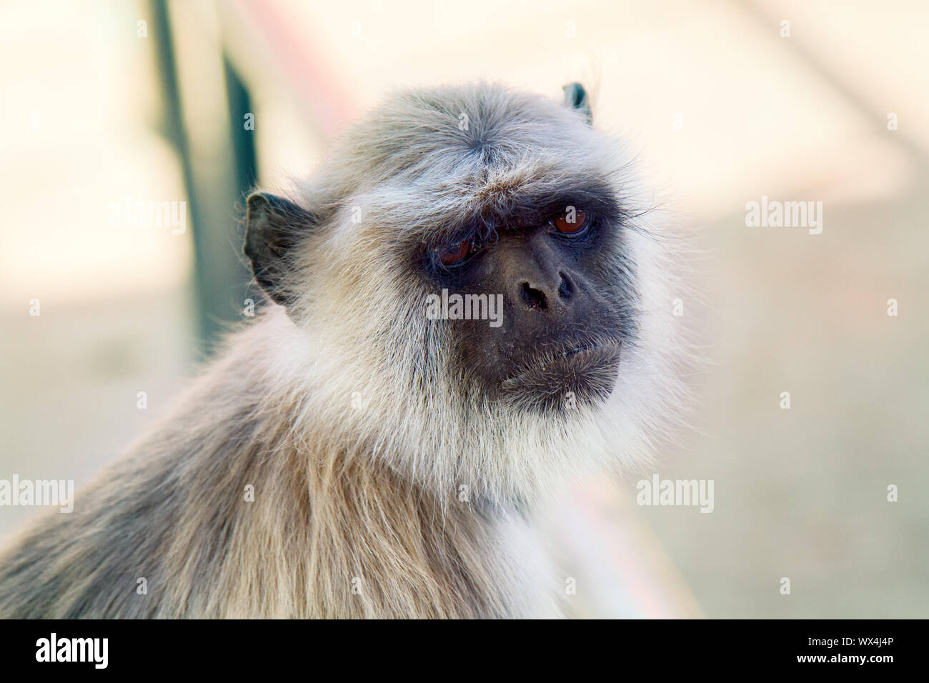 Langur monkey portrait on the background of ancient temple Stock Photo