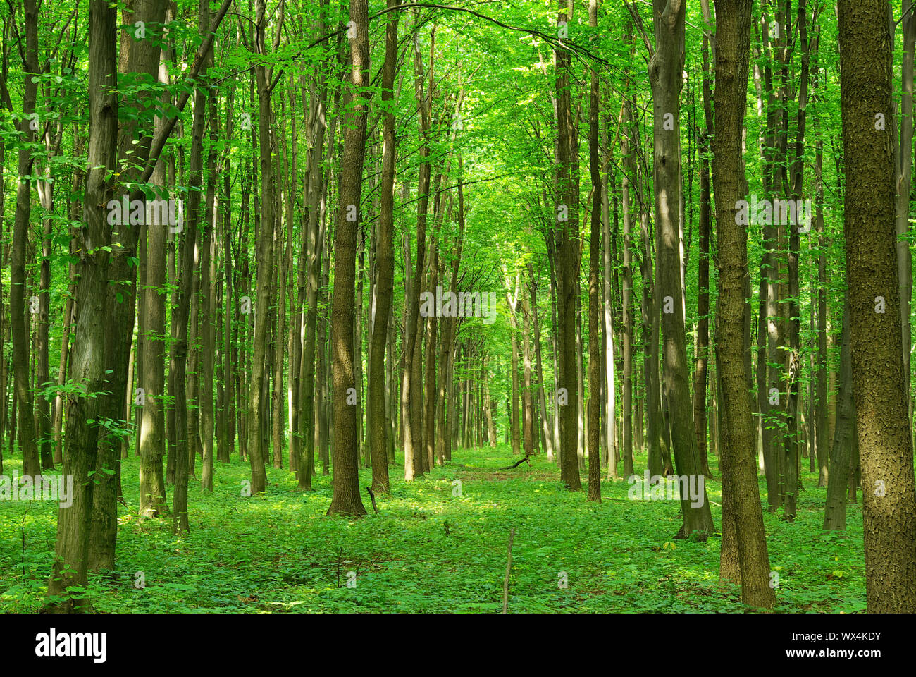 a path is in the green forest Stock Photo - Alamy