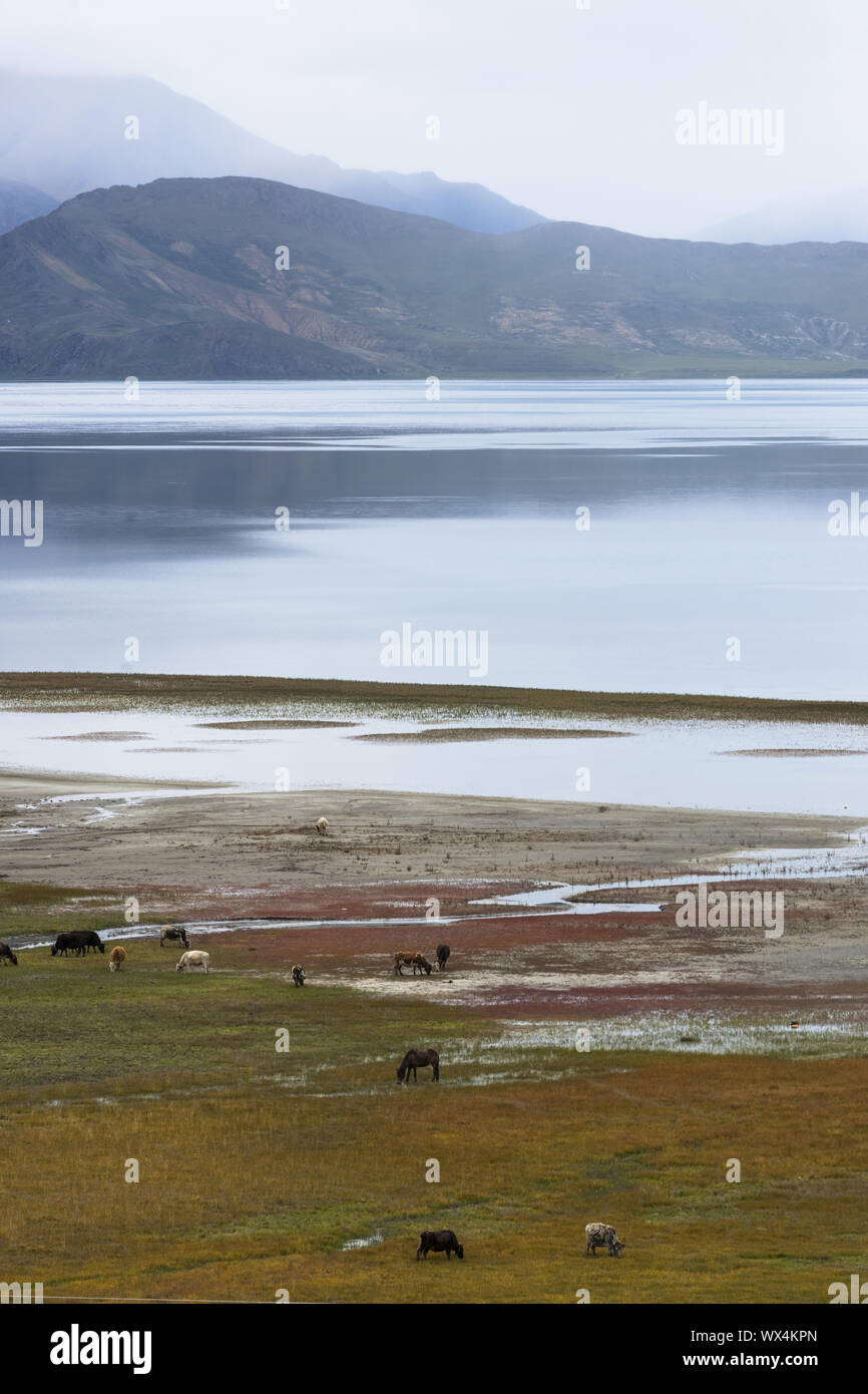 White horse landscape hi-res stock photography and images - Alamy