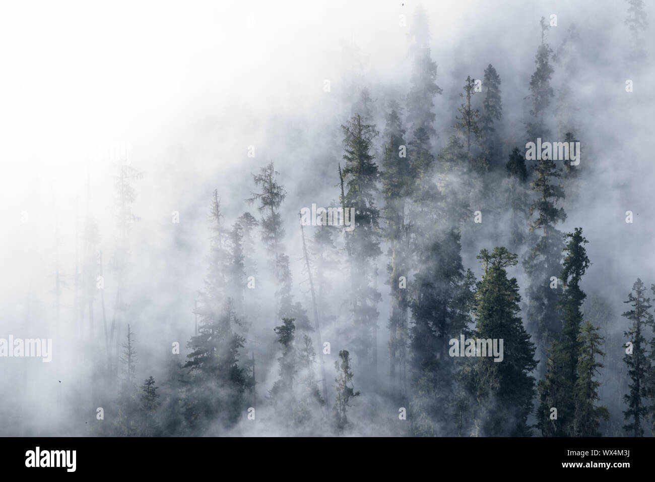 Fog with tree hi-res stock photography and images - Alamy