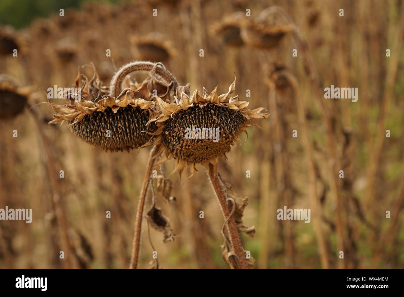 Two dead sunflower heads intertwined Stock Photo