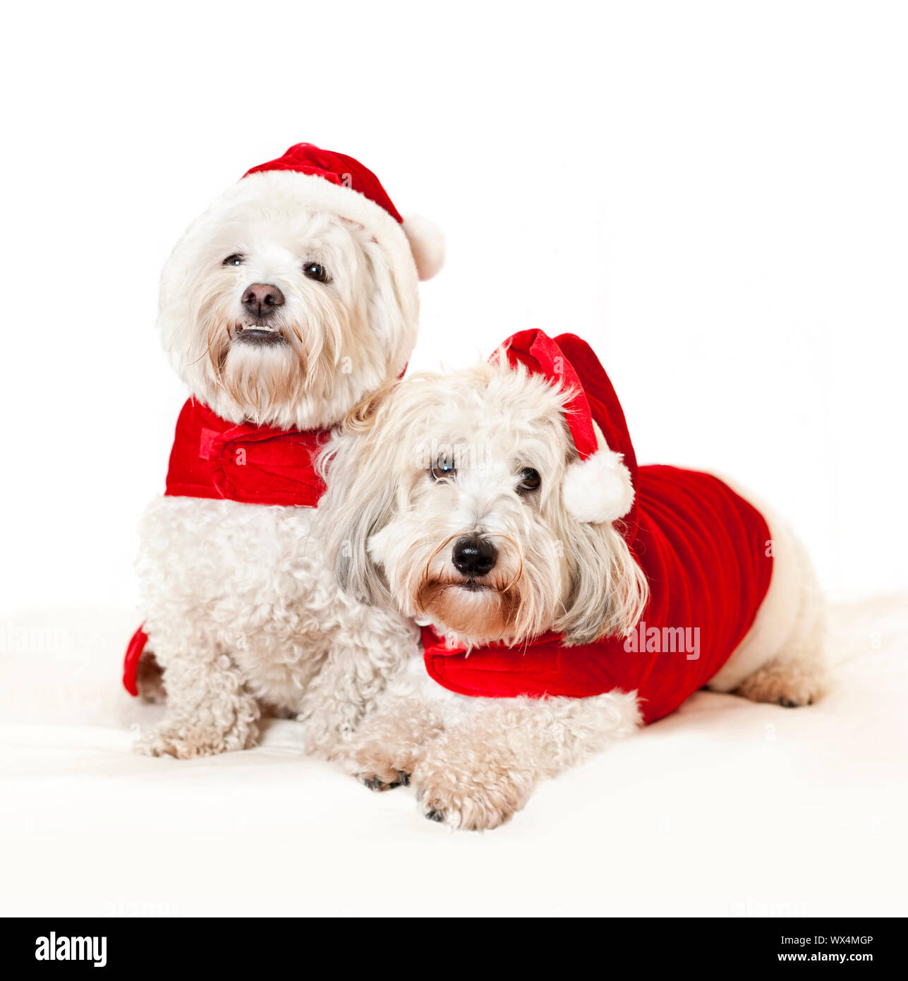 Dogs in santa costumes new arrivals