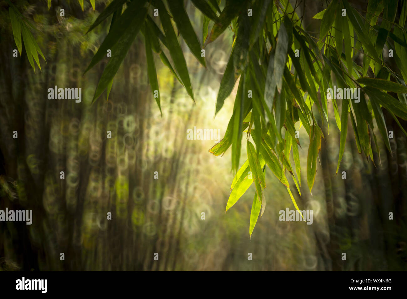 blurred bamboo forest Stock Photo