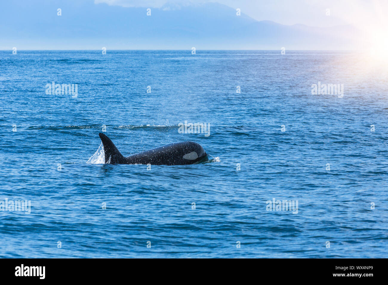 Tropical baleen whale hi-res stock photography and images - Alamy