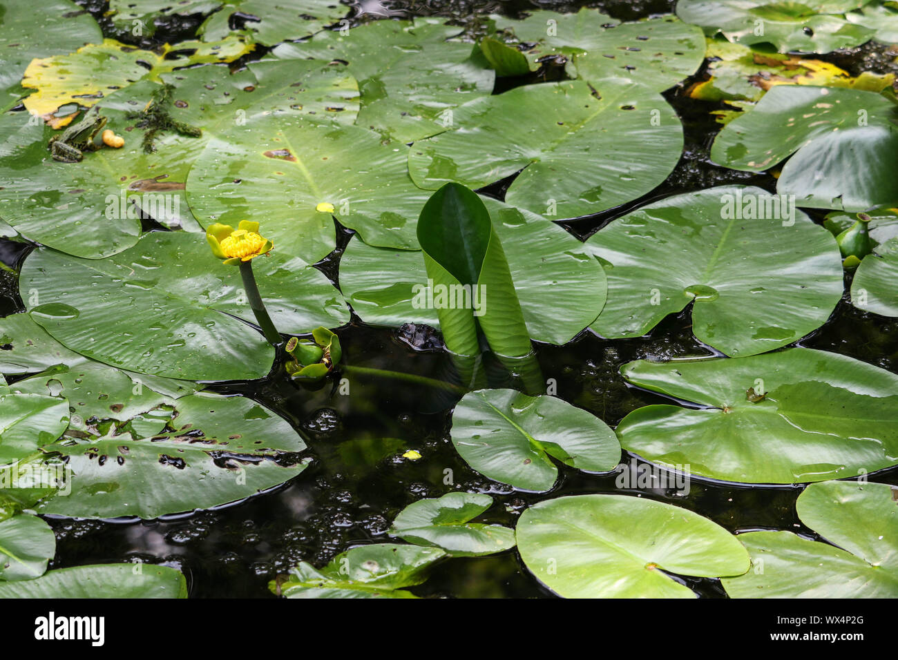 Yellow water lily on a pond Stock Photo - Alamy