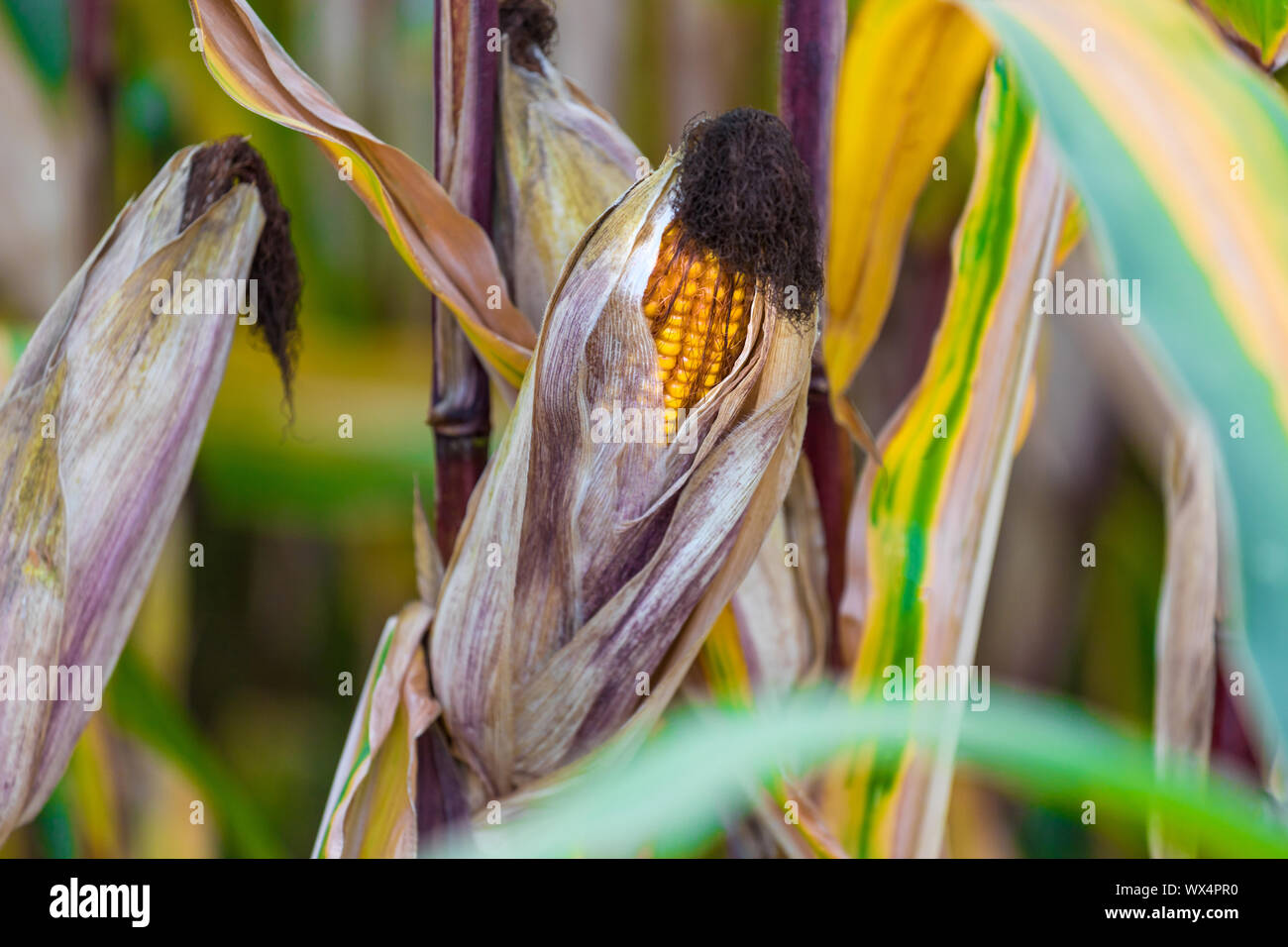 Corn field close up hi-res stock photography and images - Alamy