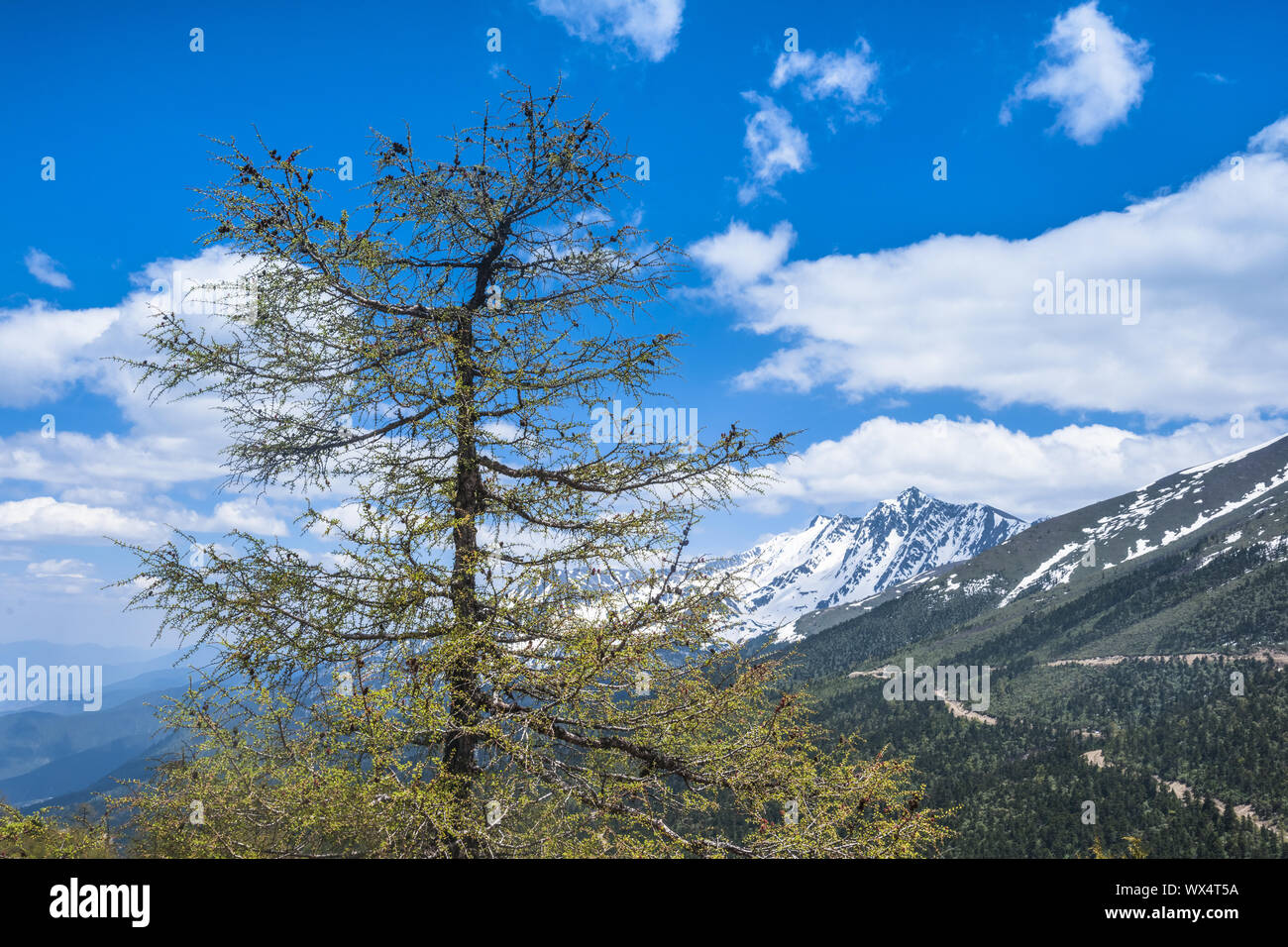 pine tree Stock Photo