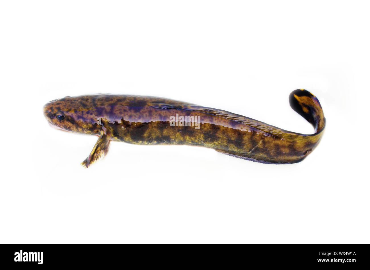 Camouflaged freshwater fish burbot (Lota lota) isolated on white Stock Photo