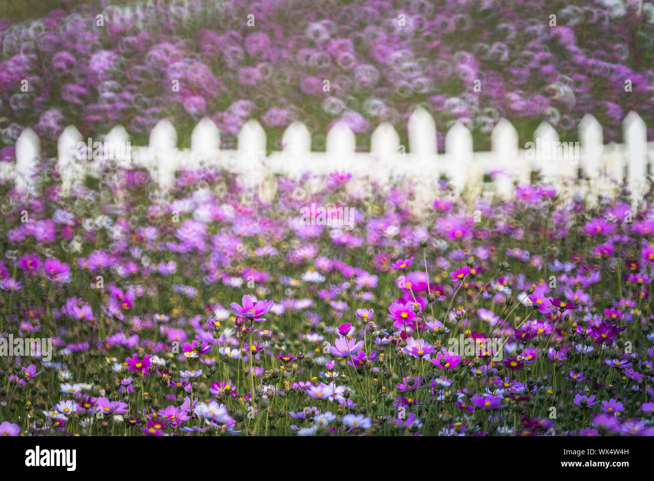 flower Stock Photo