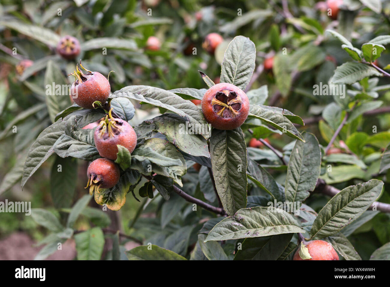 Tree medlars with fruits Stock Photo Alamy