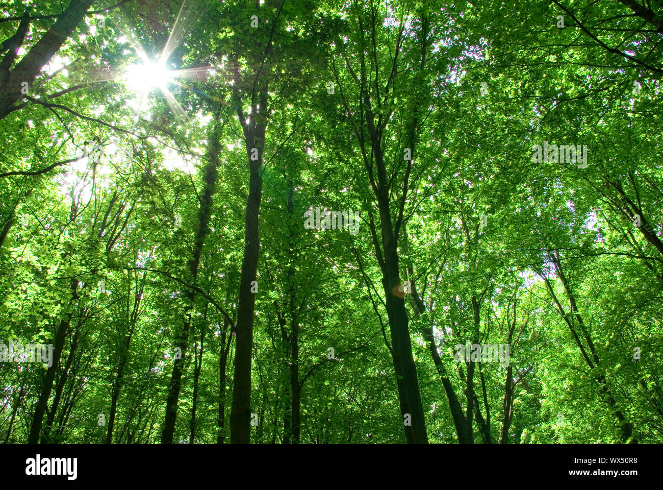 Early morning sun in the forest Stock Photo - Alamy